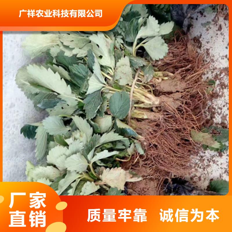 【草莓苗】黃寶石梨樹苗采購無憂