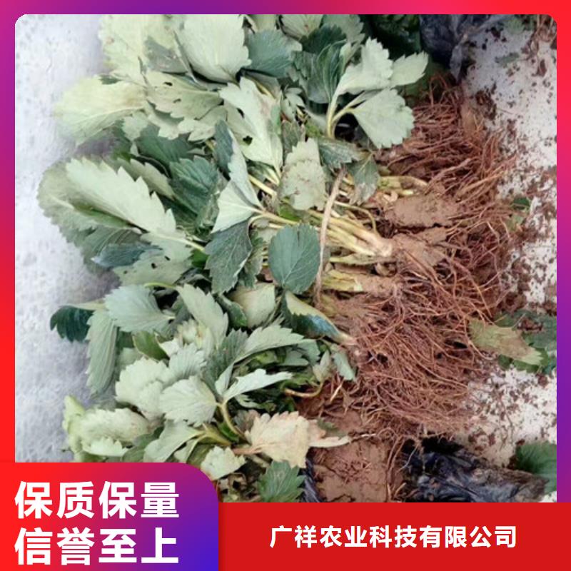 草莓苗_果樹苗批發基地交貨準時