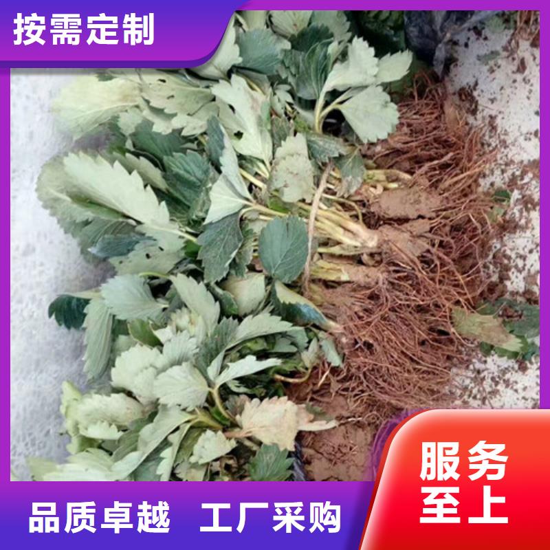 草莓苗蟠棗樹苗貨源報價