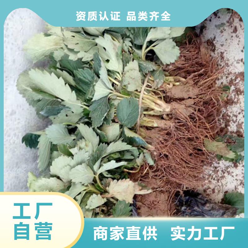 草莓苗,樱桃苗品质服务诚信为本