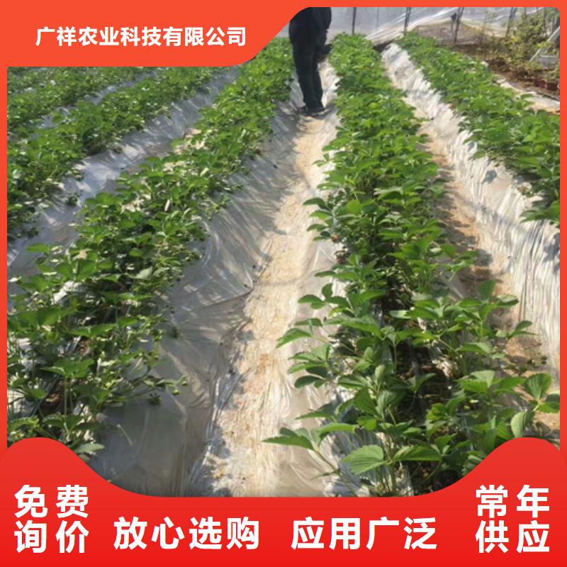 草莓苗莫妮卡西梅樹苗好貨直銷
