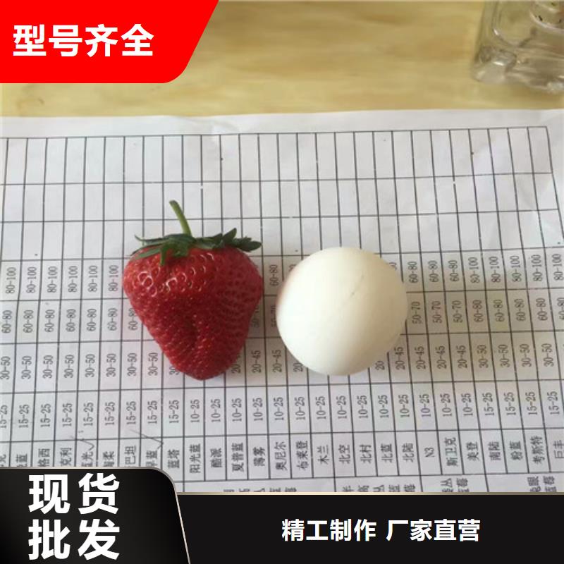 草莓苗白桃樹苗定制速度快工期短
