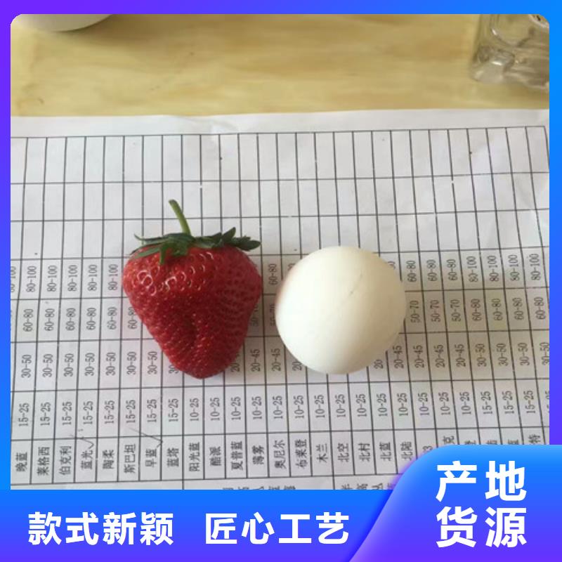 草莓苗_果樹苗批發基地交貨準時