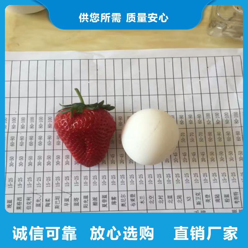 【草莓苗油桃树苗诚信厂家】