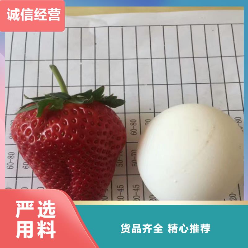 草莓苗品種0元寄樣
