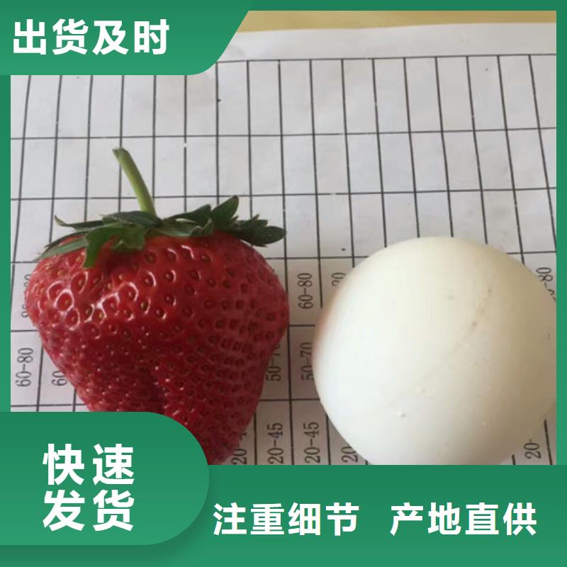 草莓苗樱桃苗为您提供一站式采购服务