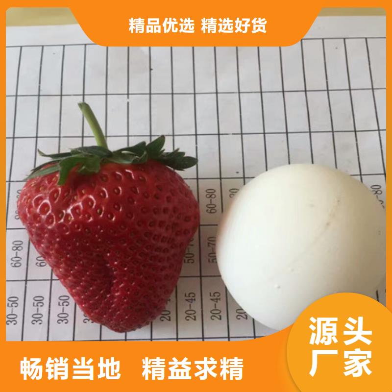 草莓苗_果树苗批发基地质量可靠