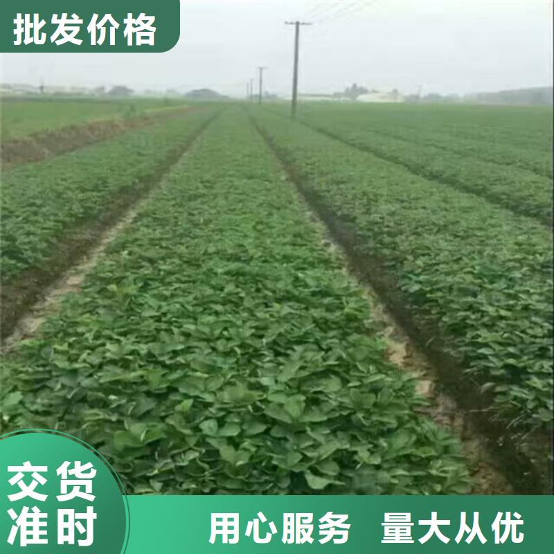桃树苗视频-贵州省毕节市广祥桃树苗可服务区域黔西|大方|遵义|黔南|安顺|六盘水|铜仁|贵阳等