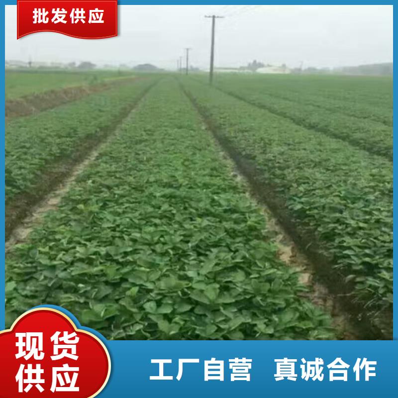 草莓苗,樱桃苗品质服务诚信为本