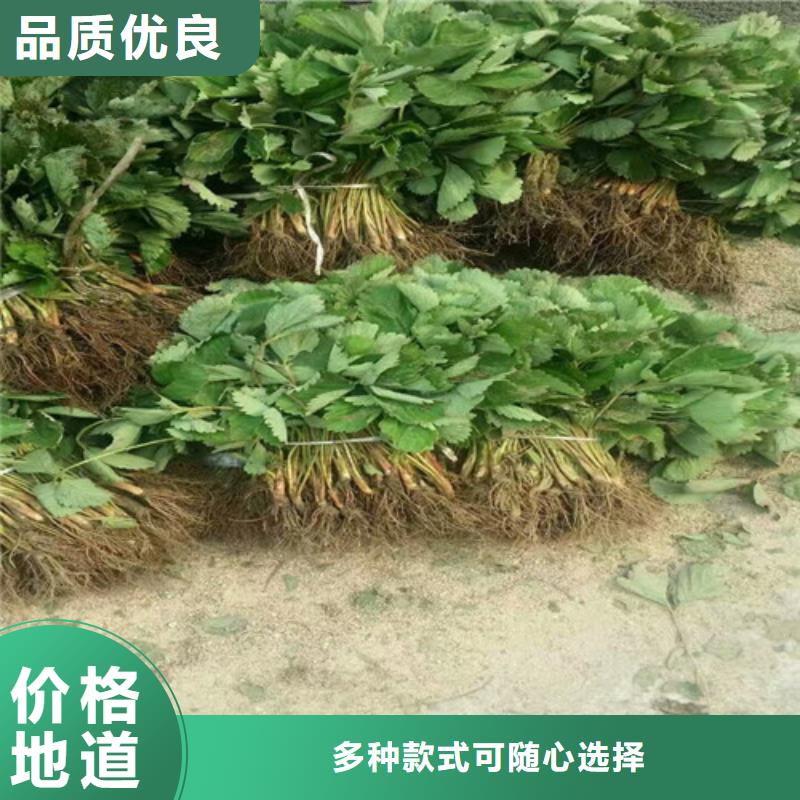 草莓苗果树苗批发基地源头采购