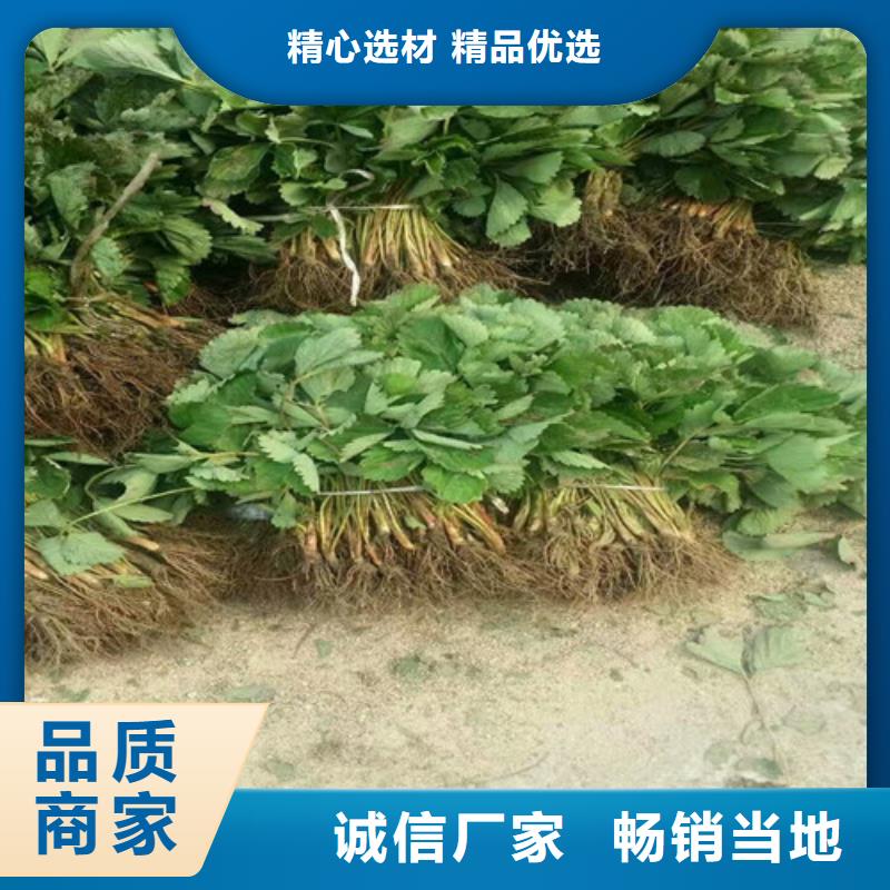 草莓苗,【大棚草莓苗】用心做产品