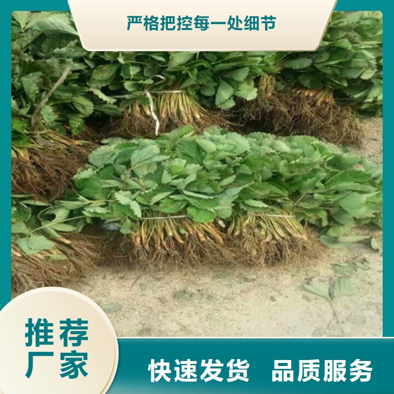 草莓苗蟠枣树苗好品质售后无忧