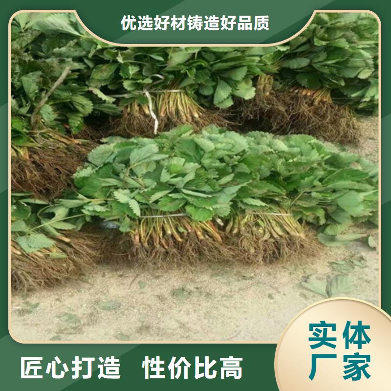 【草莓苗】-草莓苗價格海量庫存