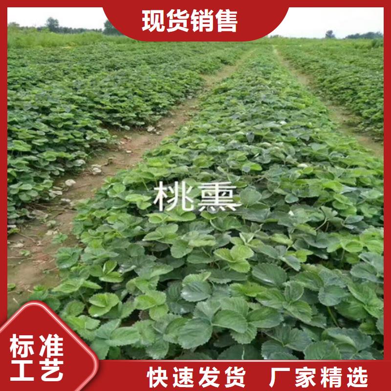 草莓苗果树苗批发基地订制批发