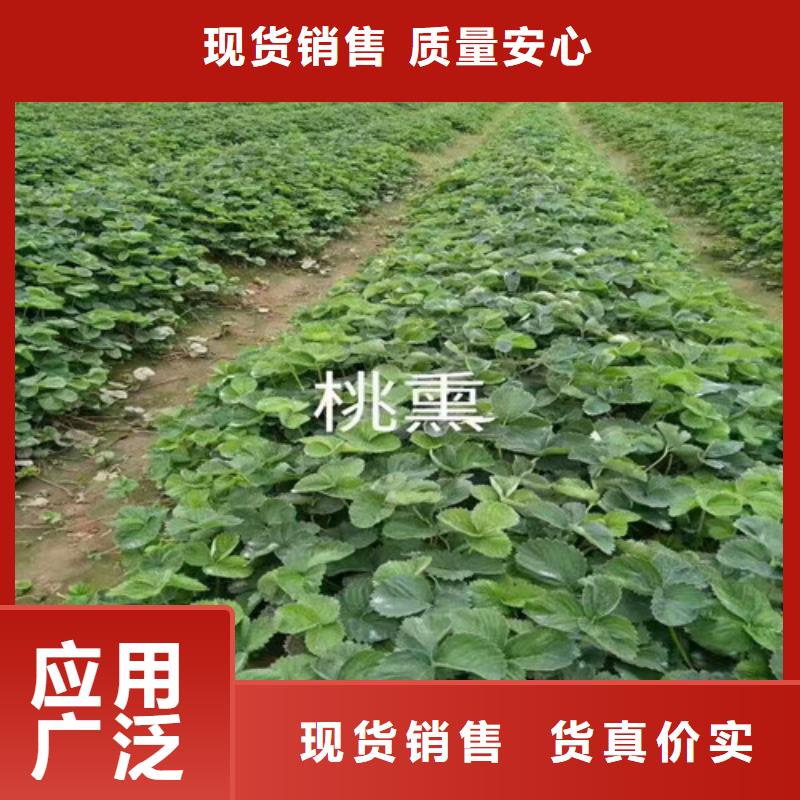 草莓苗大棚草莓苗一站式服务