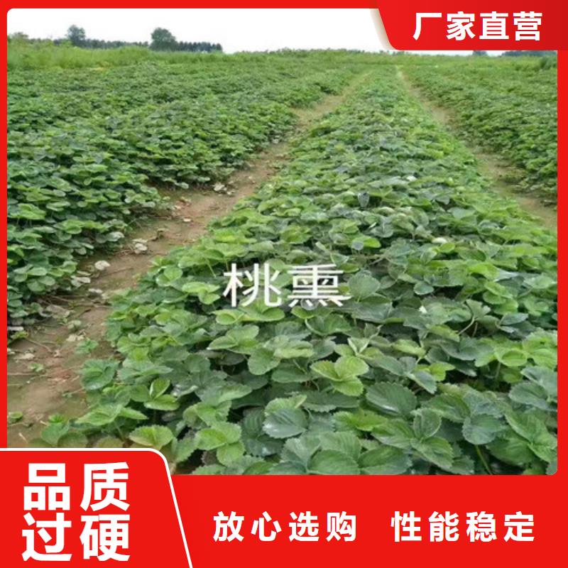 新化隋珠草莓苗現貨報價