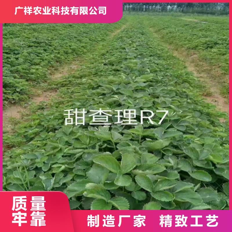 草莓苗-蘋果苗基地實體誠信廠家