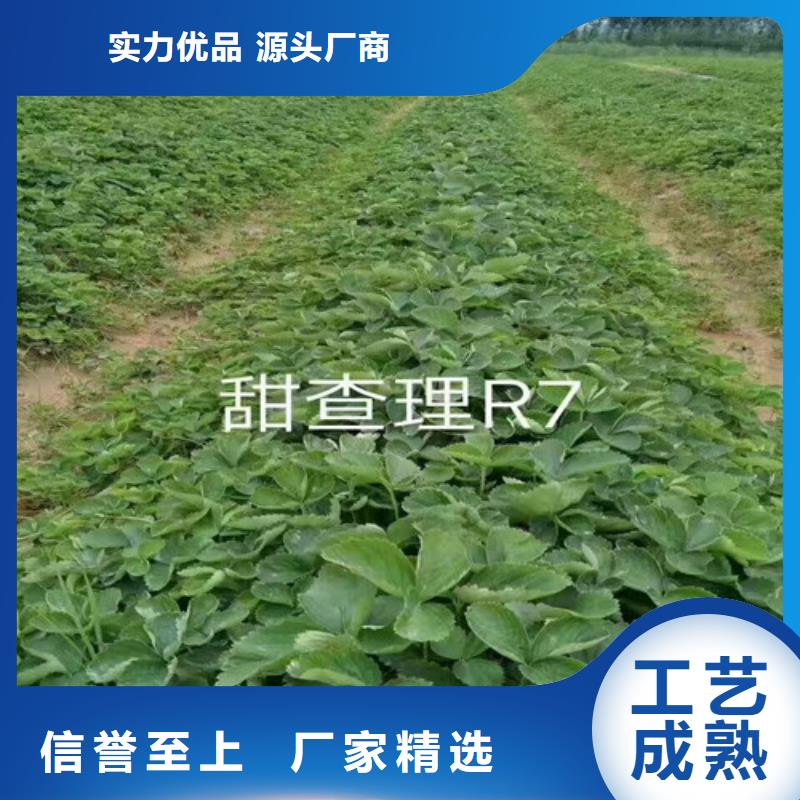 草莓苗陽光玫瑰葡萄樹苗自有生產工廠
