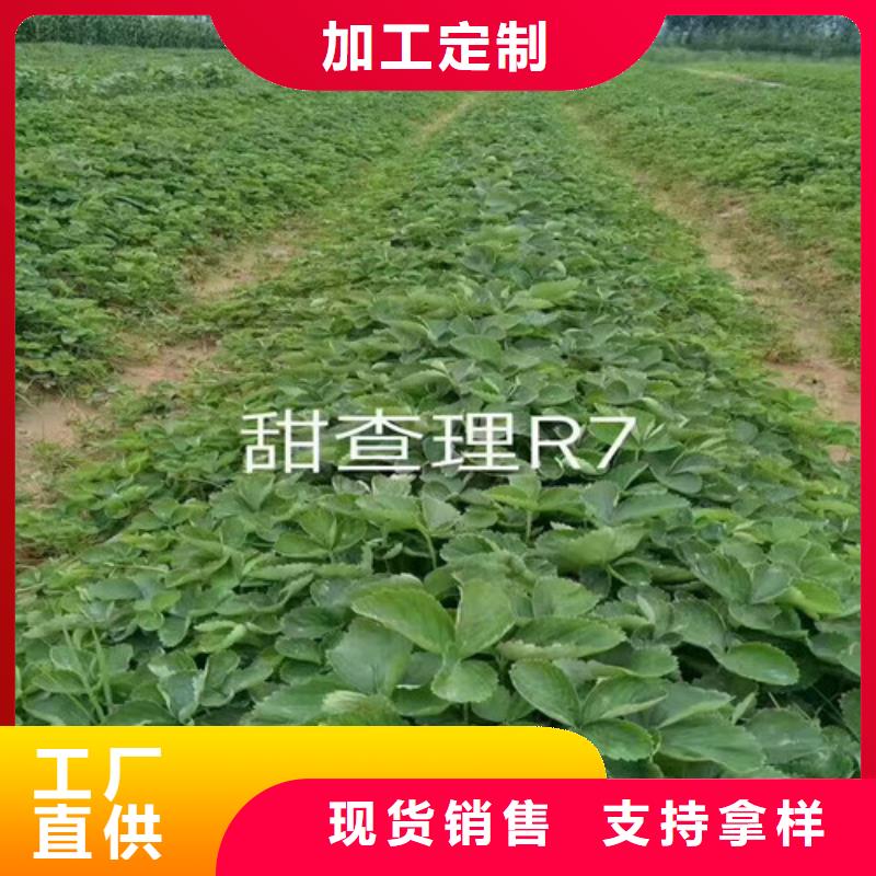 草莓苗桃樹苗基地設(shè)計制造銷售服務(wù)一體
