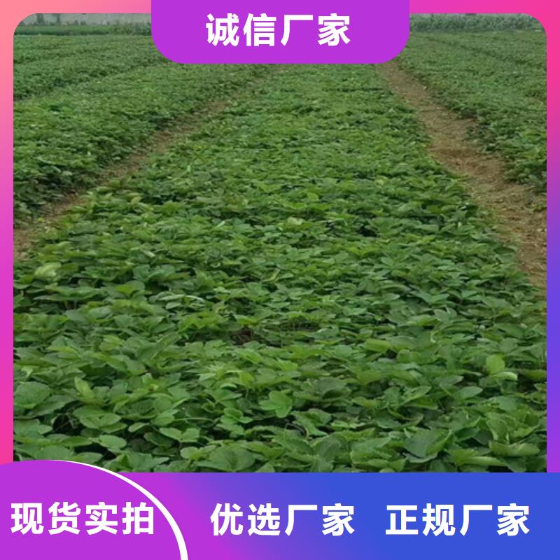草莓苗大红袍花椒苗分类和特点