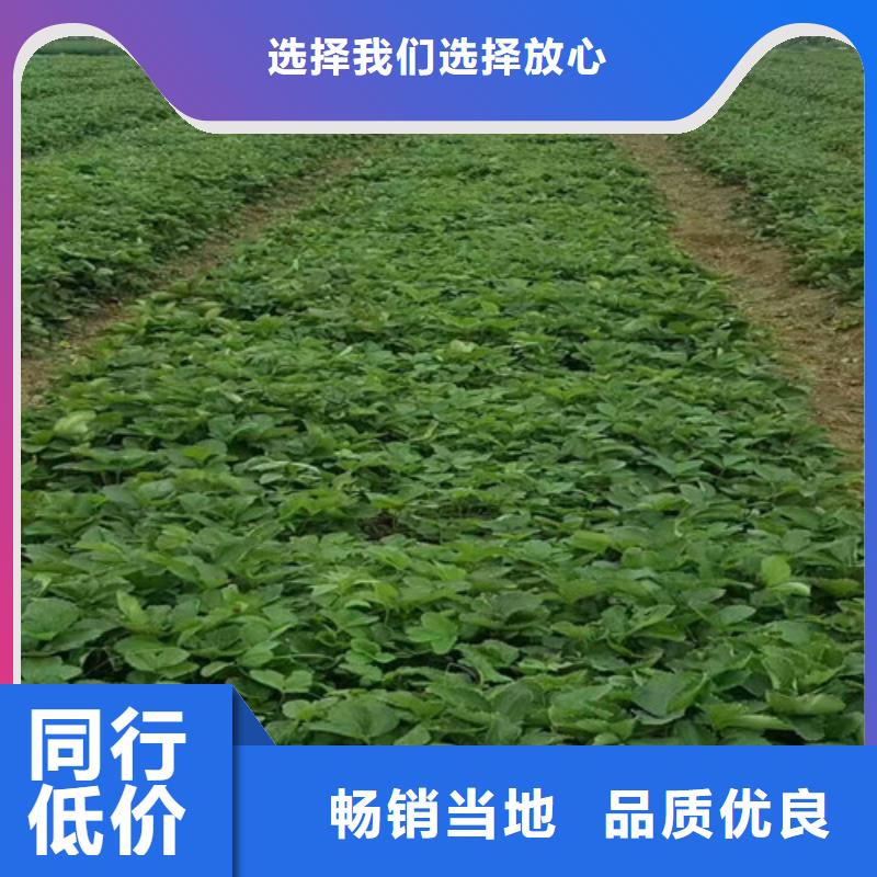 可定制的脫毒草莓苗實(shí)體廠家