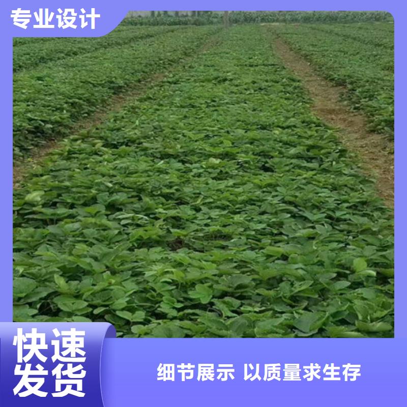 紅99草莓苗