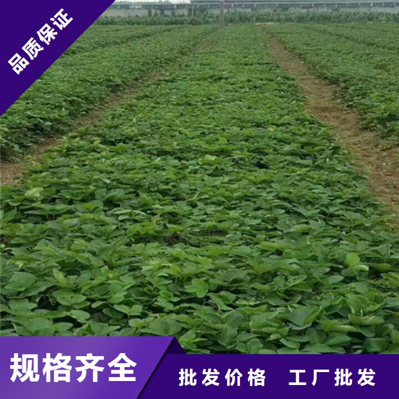 草莓苗-香椿树苗闪电发货