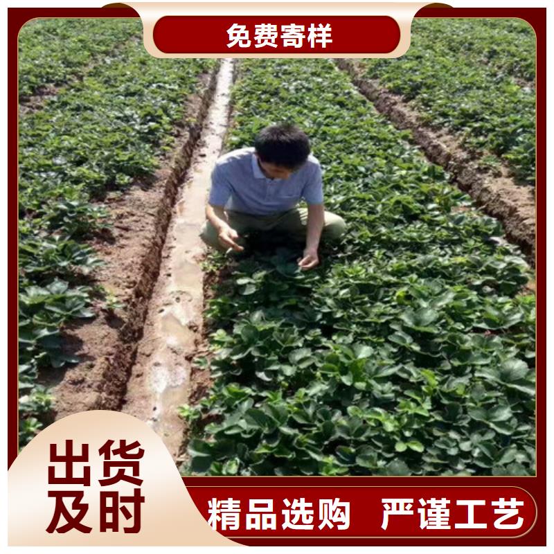 草莓苗草莓苗价格我们更专业