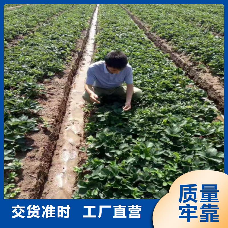 草莓苗-香椿樹(shù)苗閃電發(fā)貨