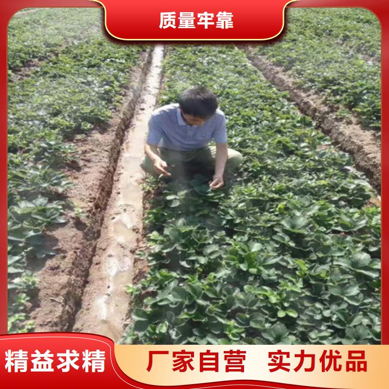 草莓苗_蟠枣树苗选择我们没错