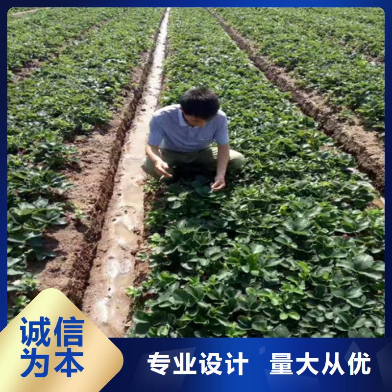 草莓苗大红袍花椒苗分类和特点