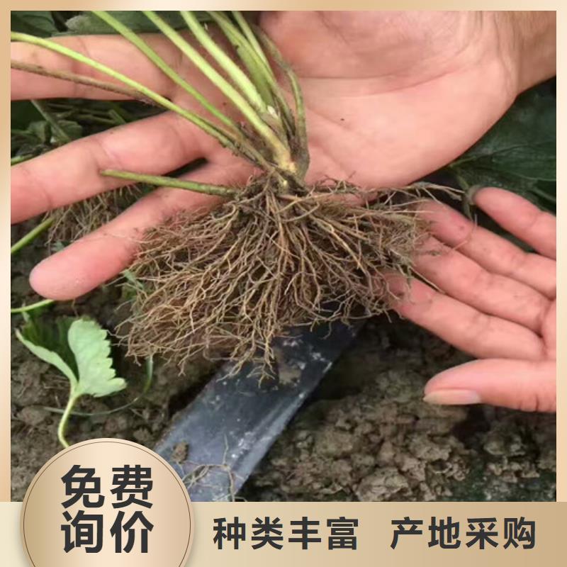 艷麗草莓苗畝產多少