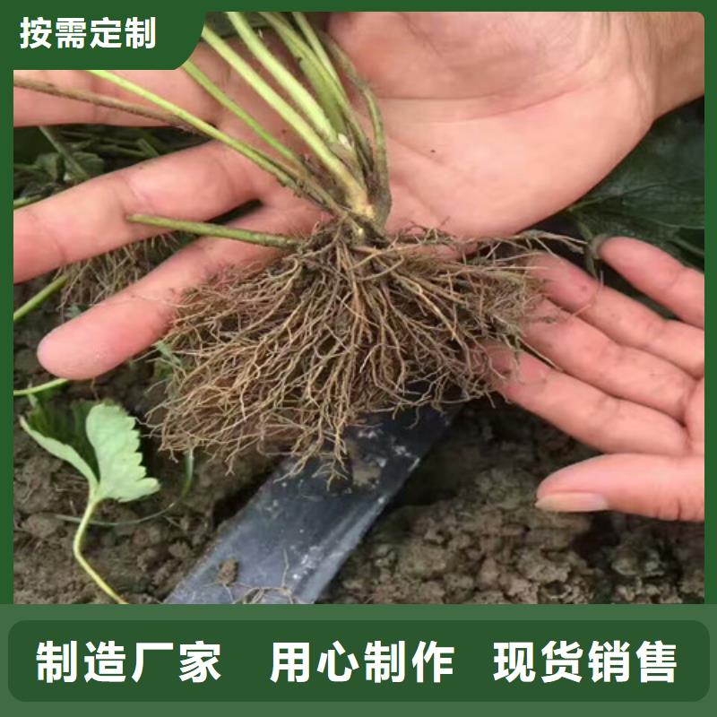 蒙特瑞草莓苗2025更新中(今日/商情)