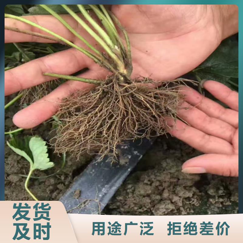 草莓苗,胭脂脆桃树苗使用方法