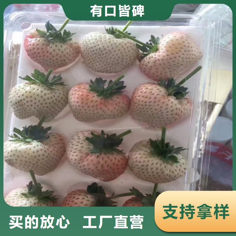 甜寶草莓苗培育