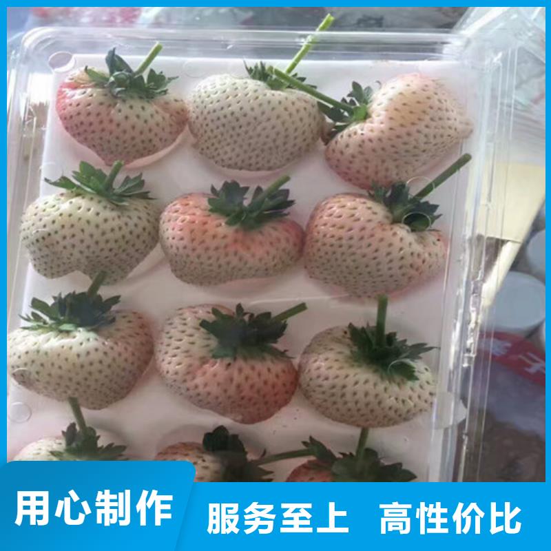 草莓苗板栗苗支持大批量采購(gòu)