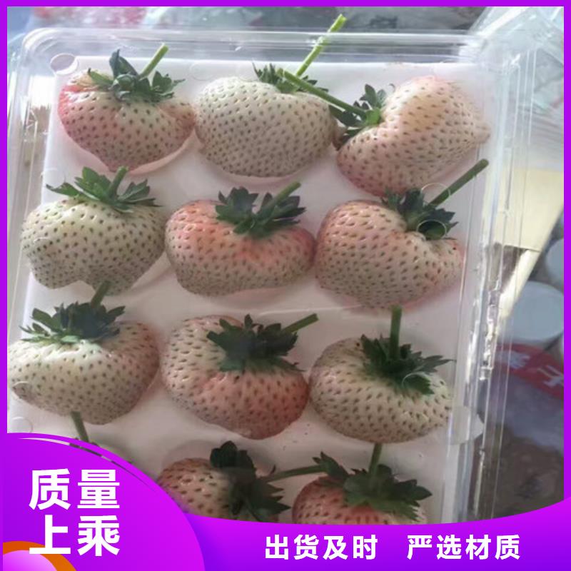 草莓苗-红富士苹果树苗免费获取报价