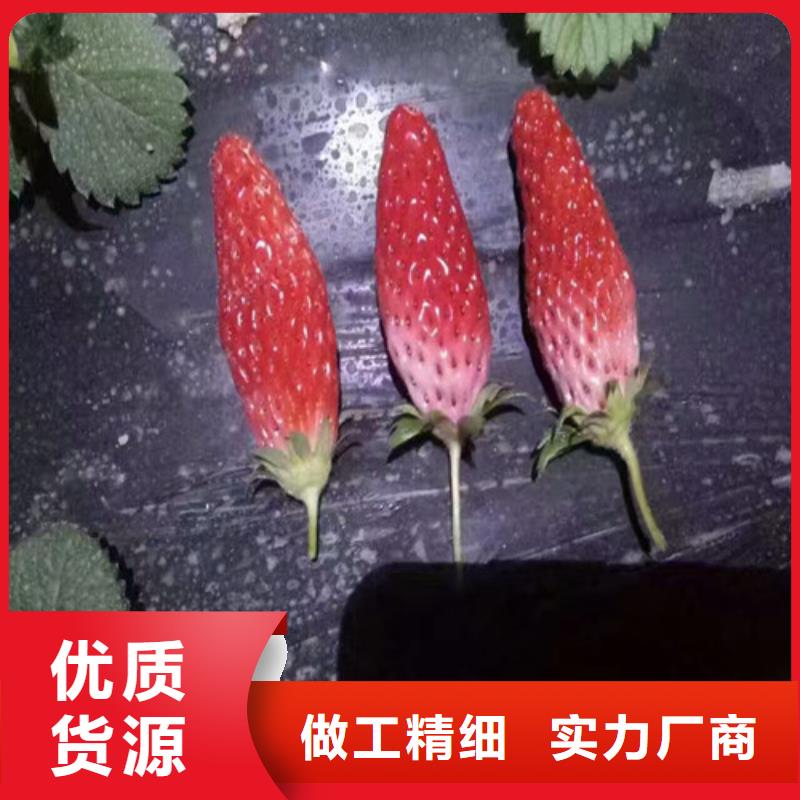 草莓苗苹果苗货源稳定