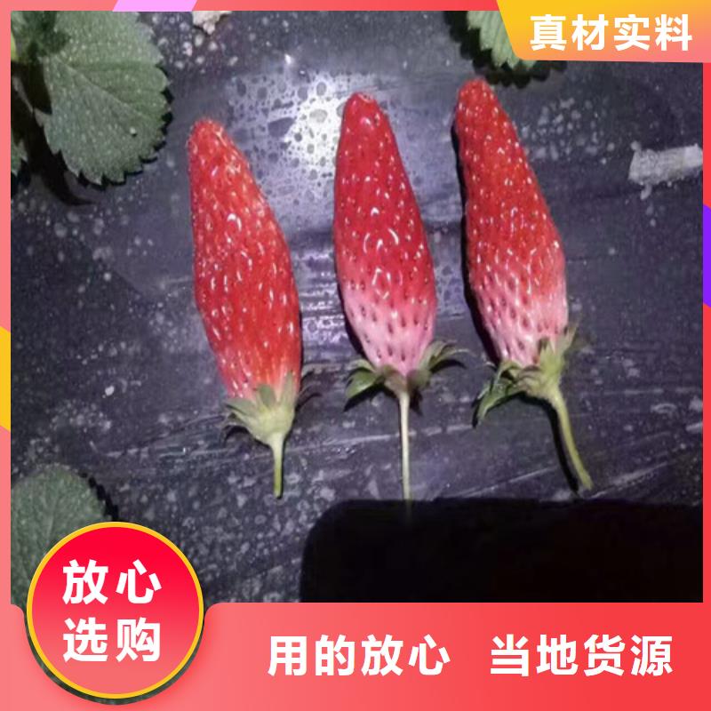 草莓苗,香椿树苗多年实力厂家