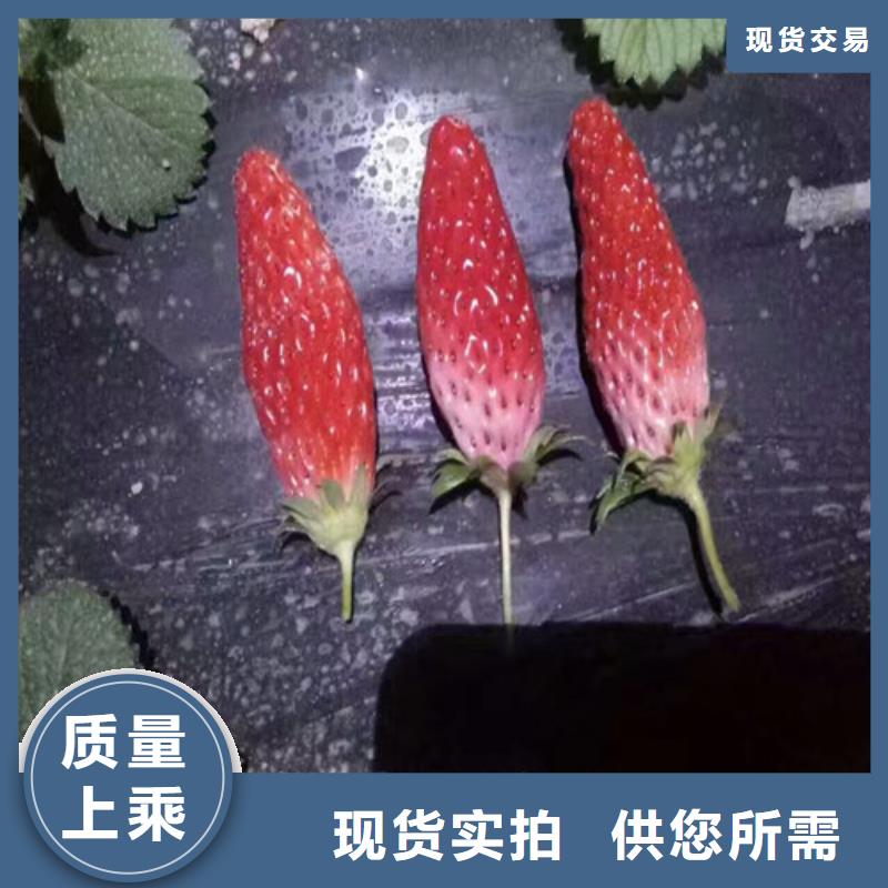 隴西圣誕紅草莓苗施工