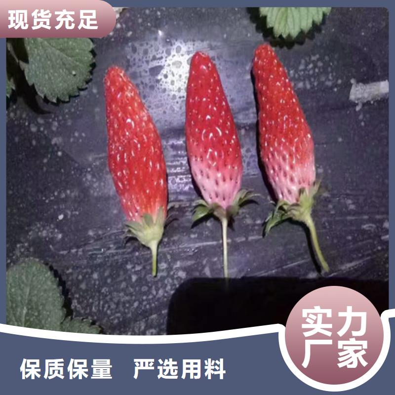 草莓苗葡萄苗基地貨真價實