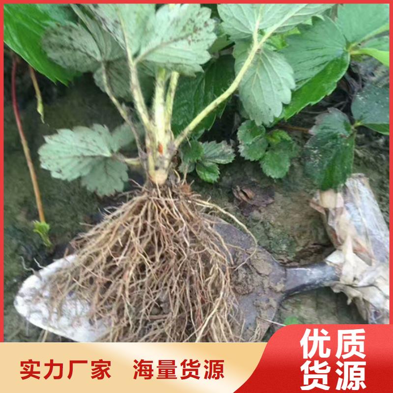 草莓苗油蟠桃树苗根据要求定制