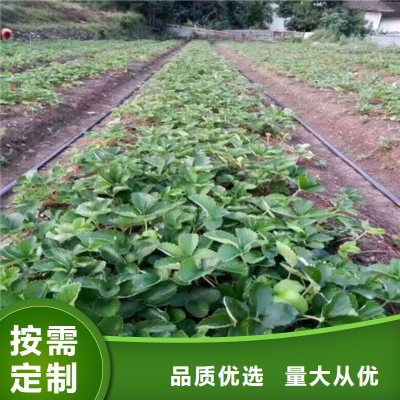 草莓苗 果樹苗批發基地根據要求定制