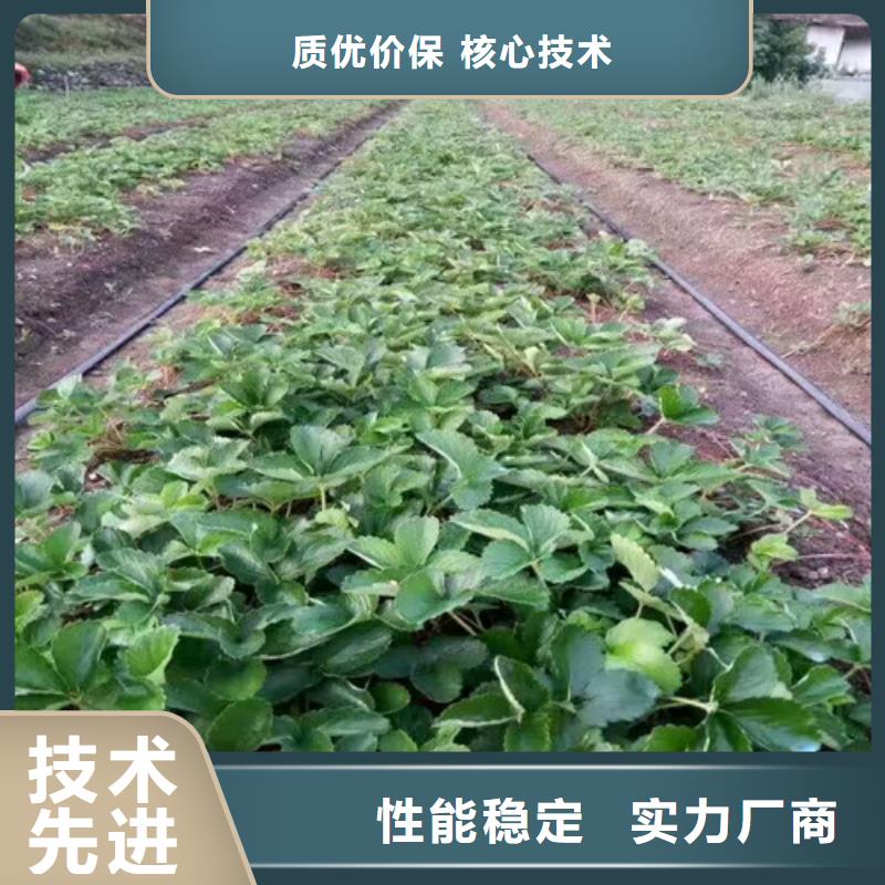 巧克力草莓苗哪里有種植的