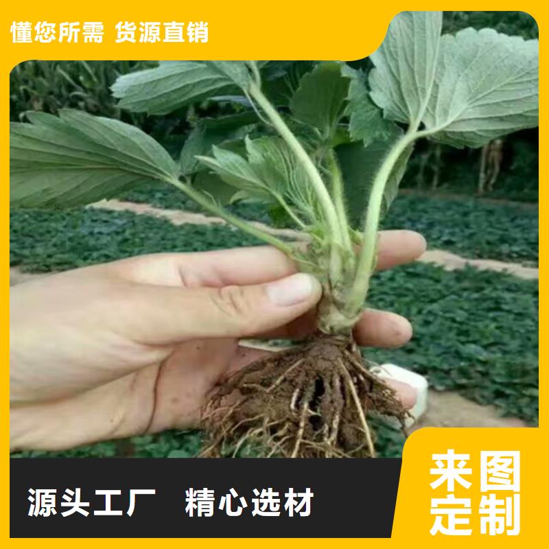草莓苗-【黑珍珠草莓苗】現(xiàn)貨充裕