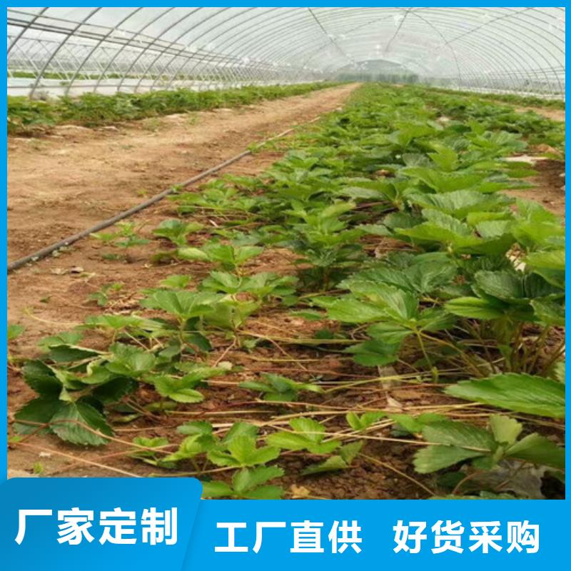 草莓苗吉塞拉6号砧木用心服务