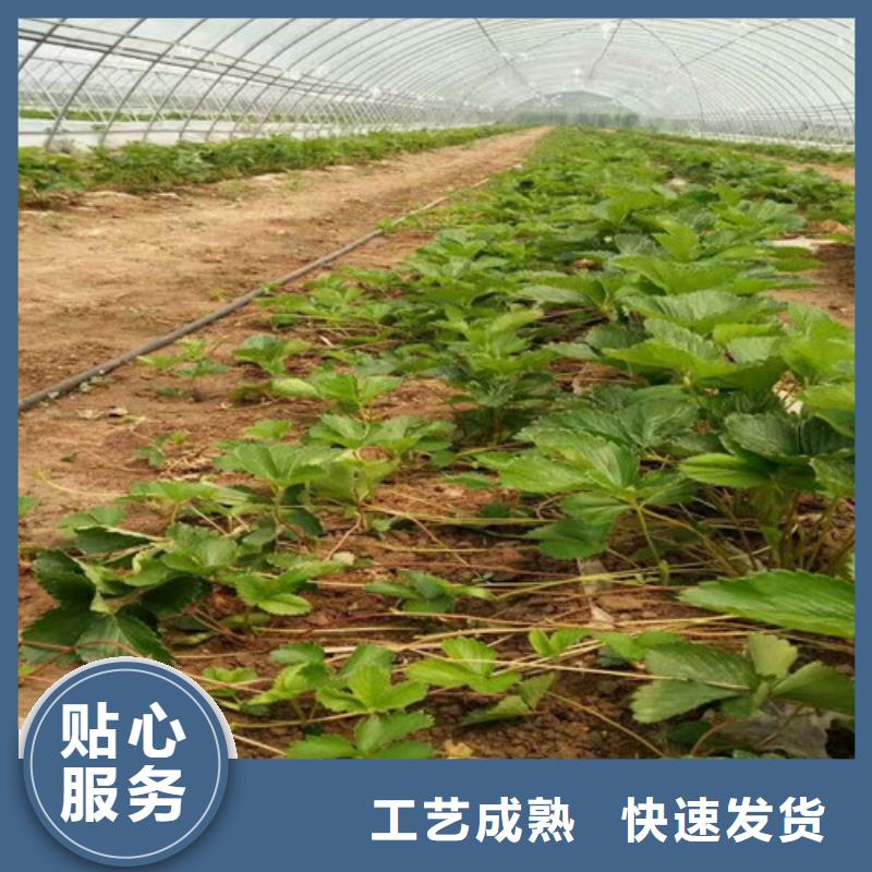 草莓苗果树苗批发货源