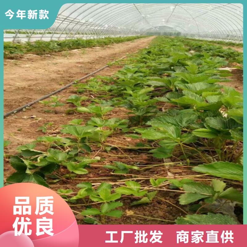 生產紅99草莓苗的實力廠家