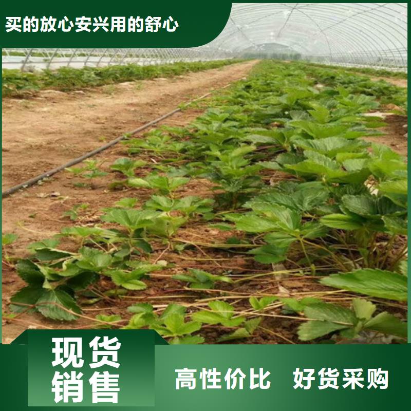 草莓苗白桃树苗定制速度快工期短