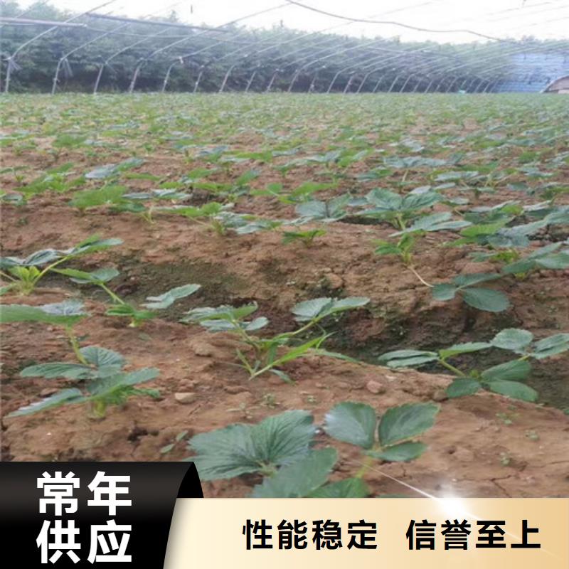 【草莓苗】-桃樹苗基地工廠直營